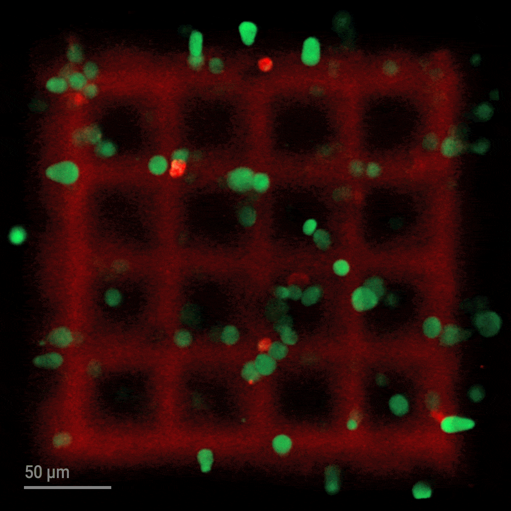 [视频] Nanoscribe Quantum X bio 世界上最精确的生物3D打印机